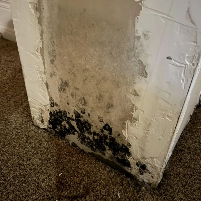 Professional Mold Removal in Henderson, NC